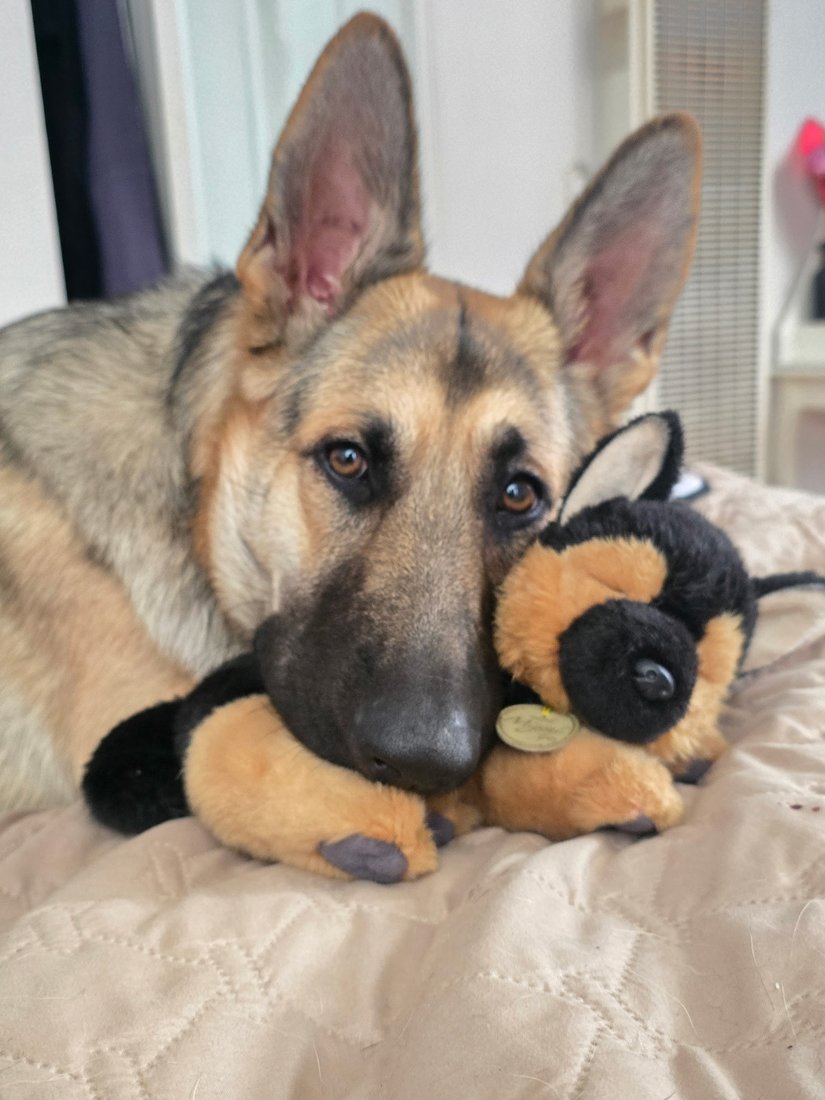 Denise's German Shepherd